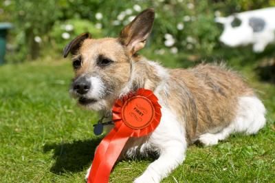 The winning dog at a church's charity dog show to raise money for Teenage Cancer Trust